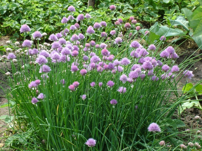 Лук шнитт медонос