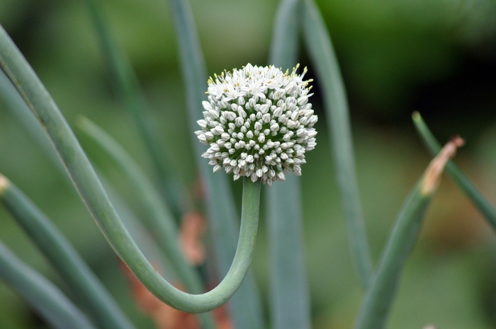 Соцветие лука