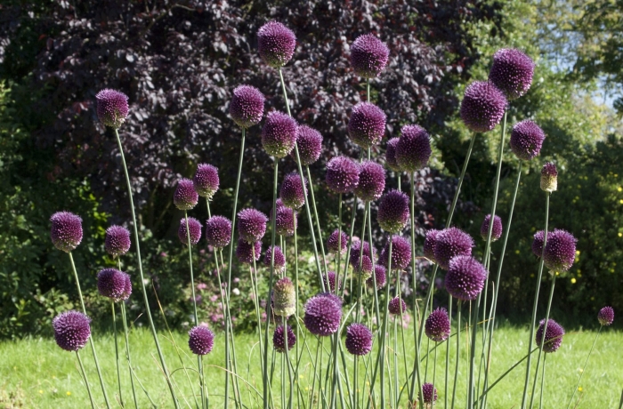 Лук декоративный круглоголовый