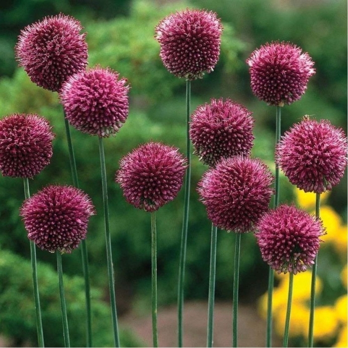Allium sphaerocephalon