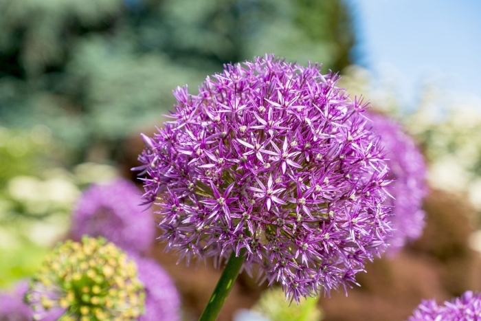 Allium red mohican