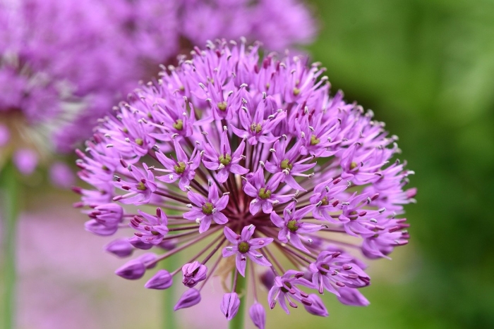 Allium cepa
