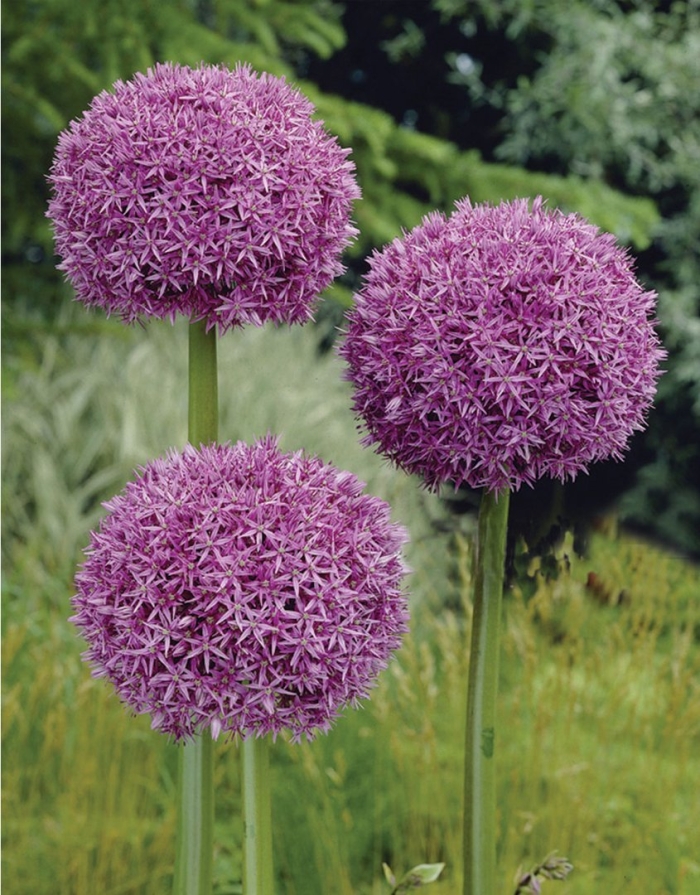 Аллиум гигантеум