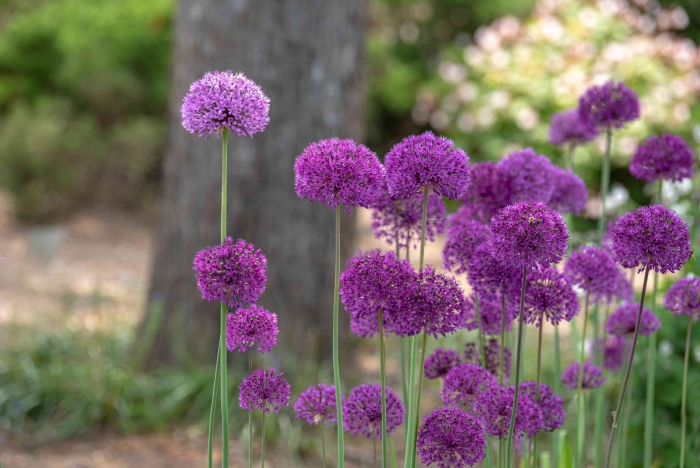 Аллиум миллениум -