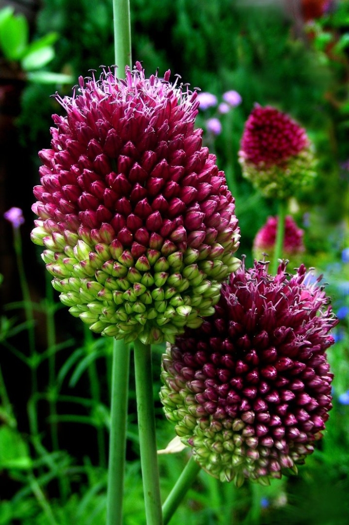 Аллиум круглоголовый