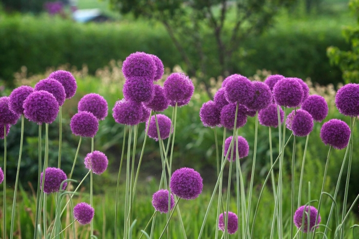 Allium giganteum