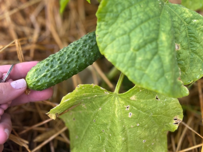 Большой урожай огурцов