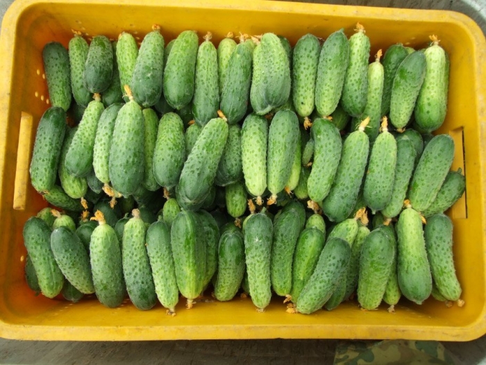 Сорт огурцов