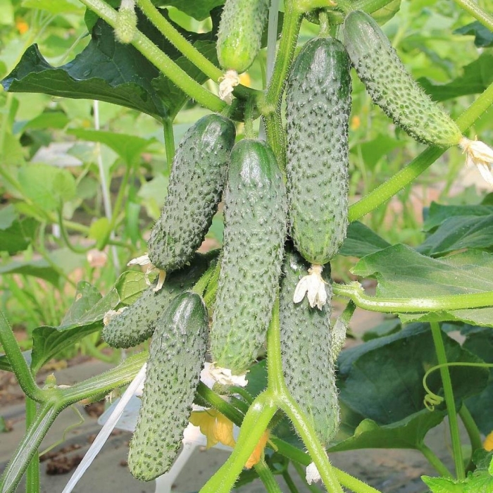 Огурец похрустим f