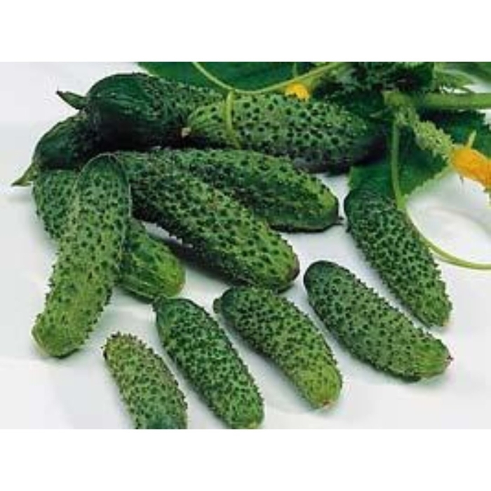 Огурец партенокарпический эколь f1