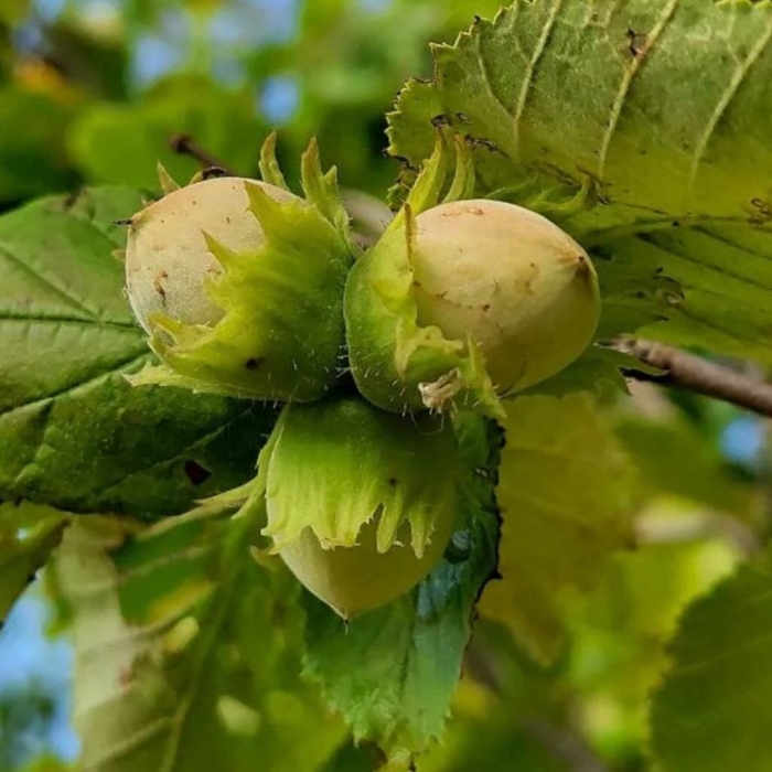Лещина обыкновенная/орешник/фундук
