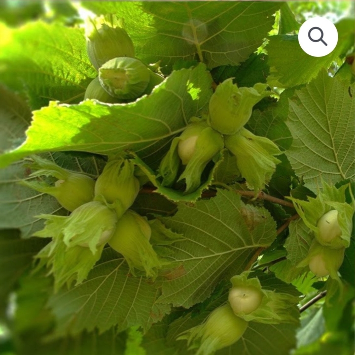 Лещина саженцы