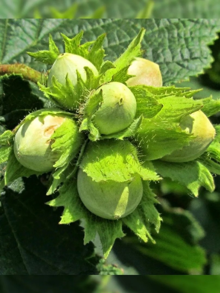 Лещина обыкновенная (лесной орех)