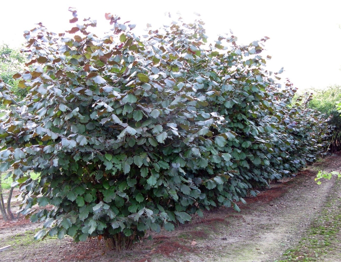 Лещина обыкновенная purpurea