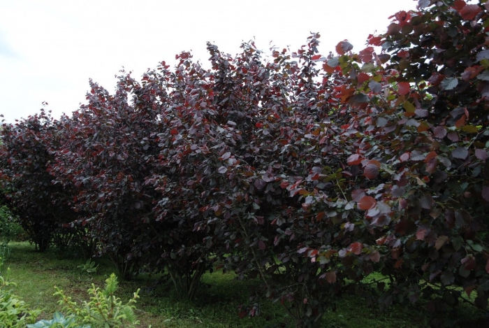 Лещина краснолистная московский рубин