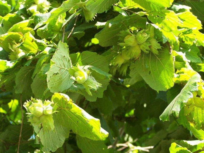 Лесной орешник лещина