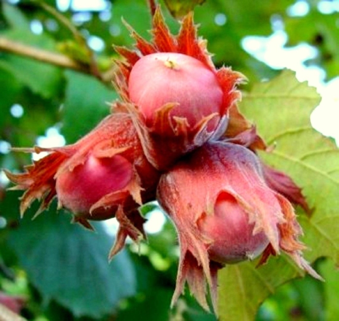 Фундук - лещина обыкновенная саженцы