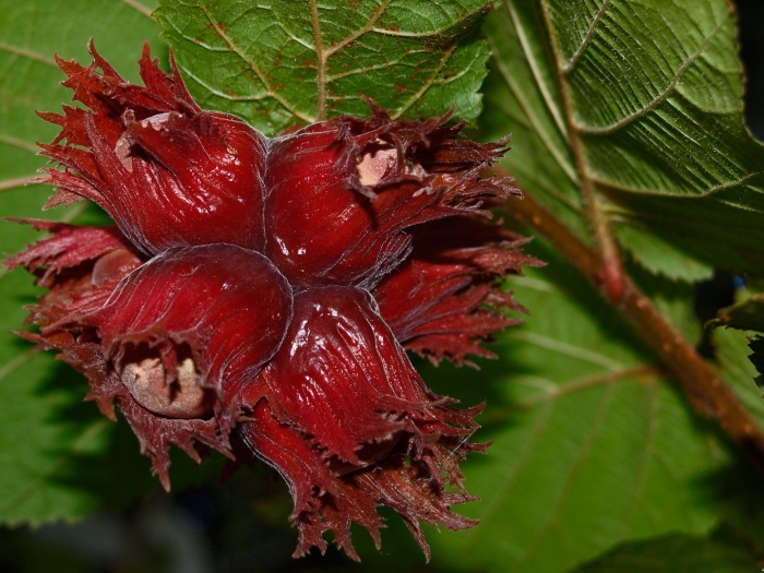 Лещина ред маджестик