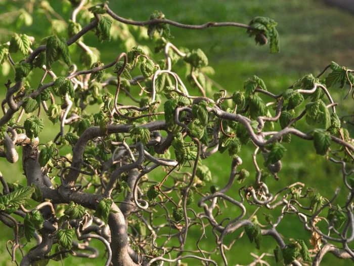 Лещина обыкновенная конторта