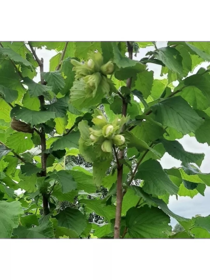 Орешник фундук