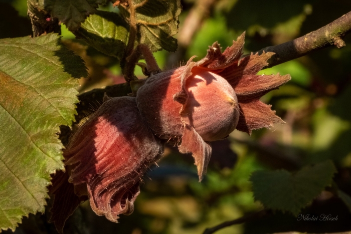 Лещина московский рубин