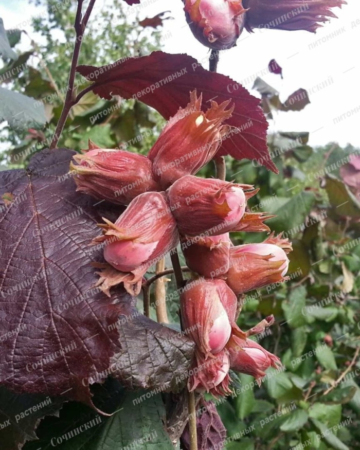 Лещина краснолистная