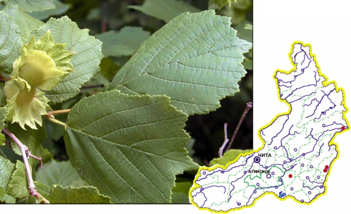 Лещина разнолистная