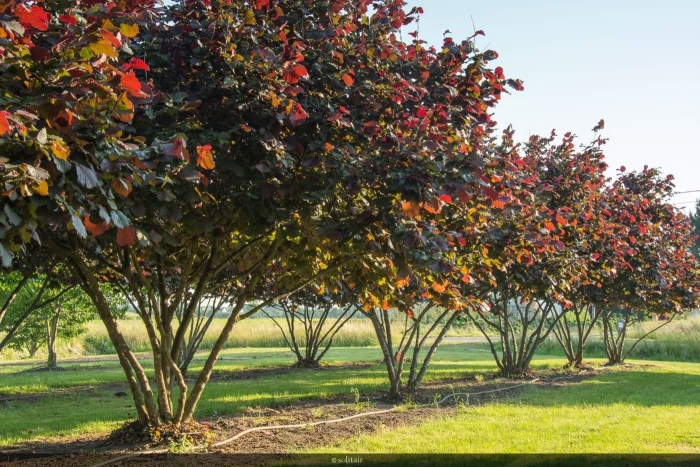 Фундук пурпуреа