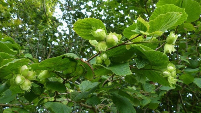 Лещина орешник