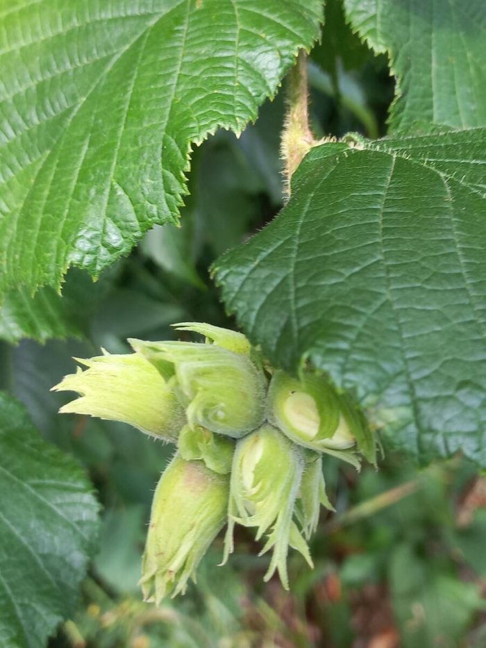 Лесной орех дерево орешник