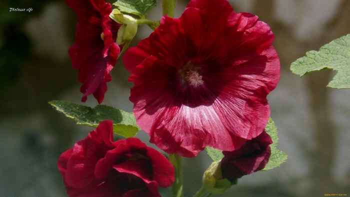 Мальва красная