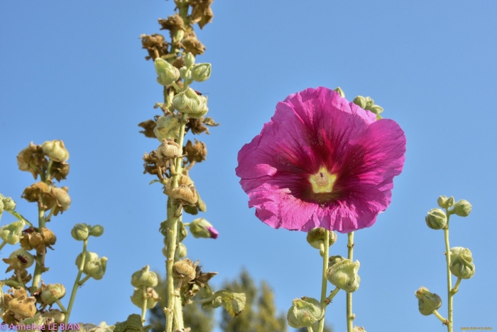 Мальва морщинистая