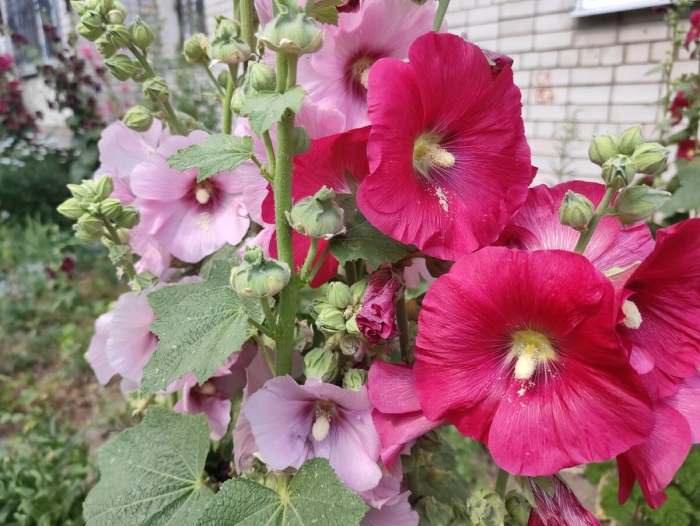 Цветы мальва просвирник