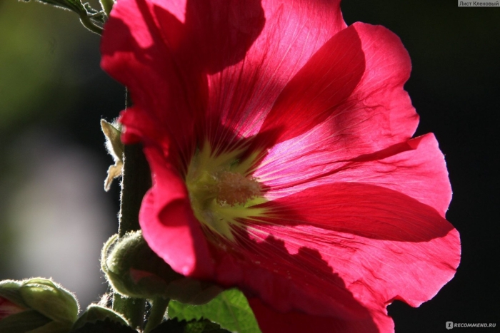 Мальва red hollyhock