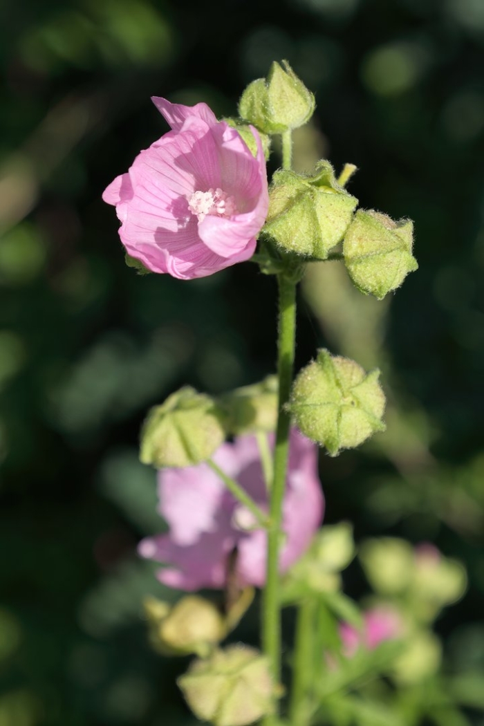 Хатьма тюрингенская