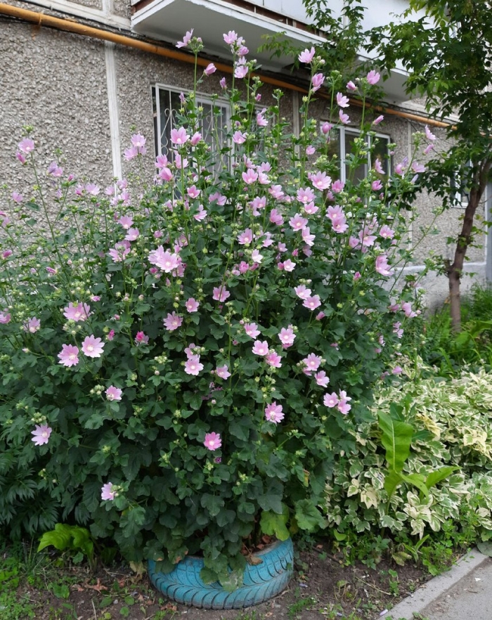 Мальва кустовая многолетняя