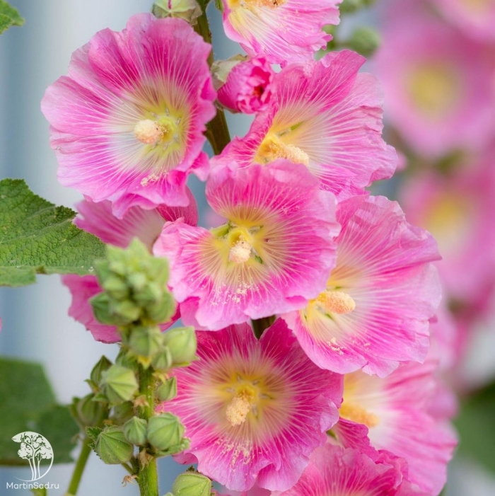 Мальва цветок