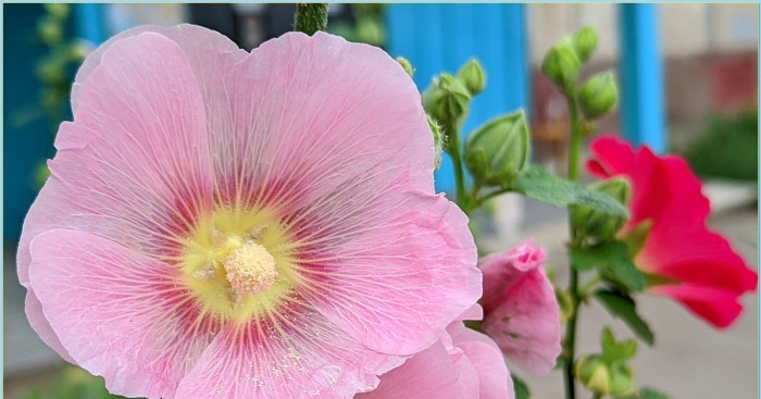 Мальва розовая