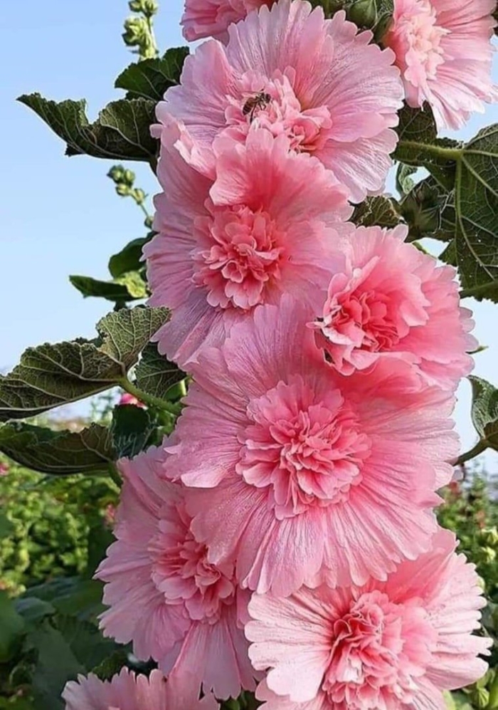 Махровая мальва