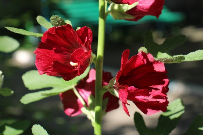 Мальва red hollyhock