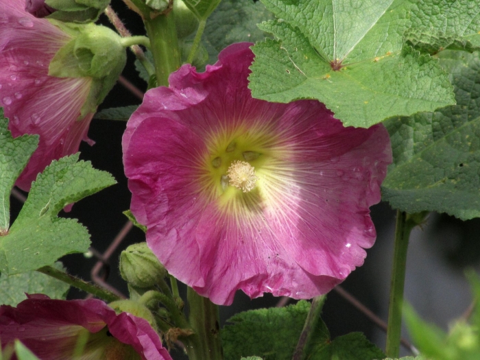 Цветы мальва просвирник