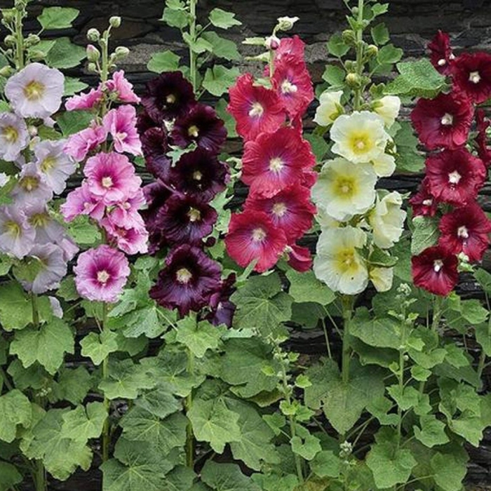 Мальва alcea rosea