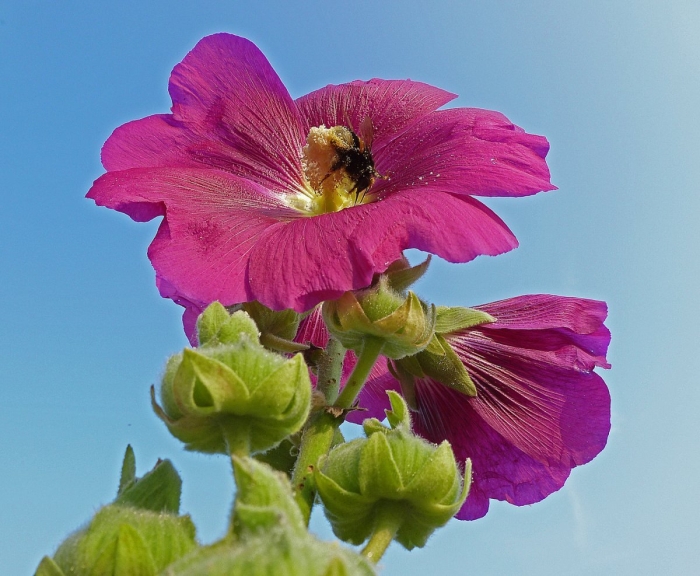 Мальва alcea rosea