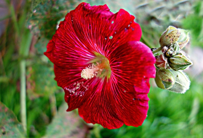 Мальва red hollyhock