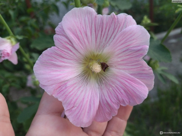 Просвирник мальва или калачики