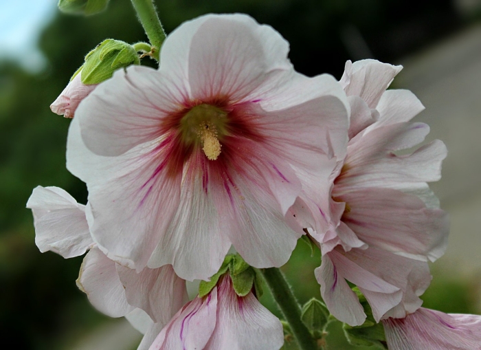 Мальва мелюка