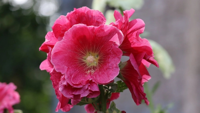 Цветки мальвы