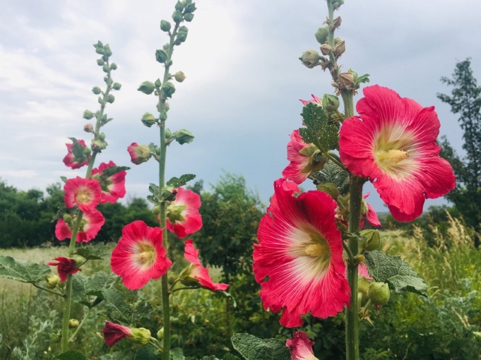 Мальва однолетняя