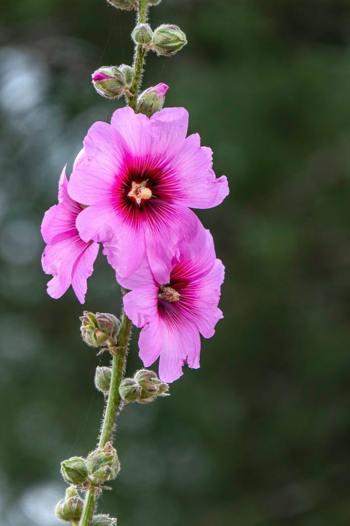 Мальва просвирник калачики