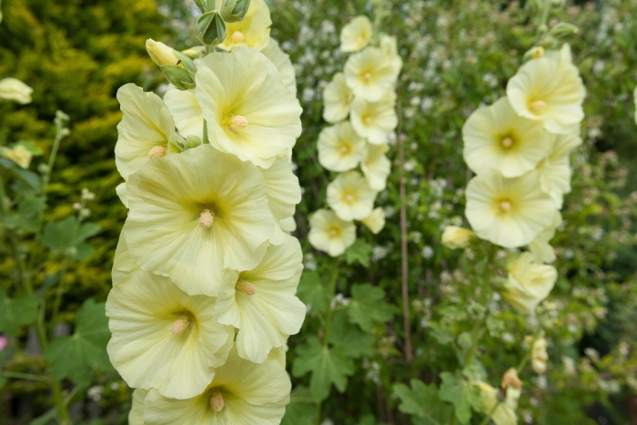 Мальва желтая